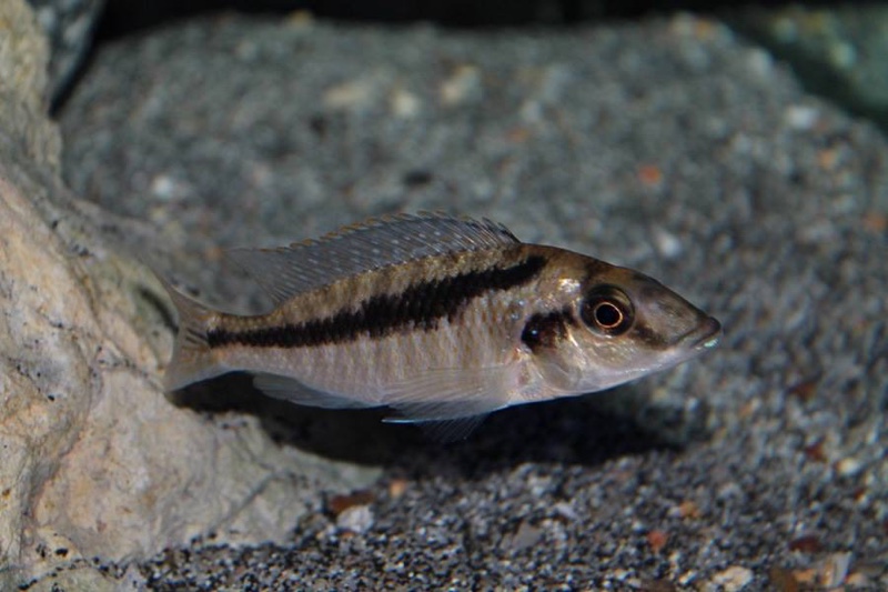 Mylochromis sp. 'lateristriga makanjila'